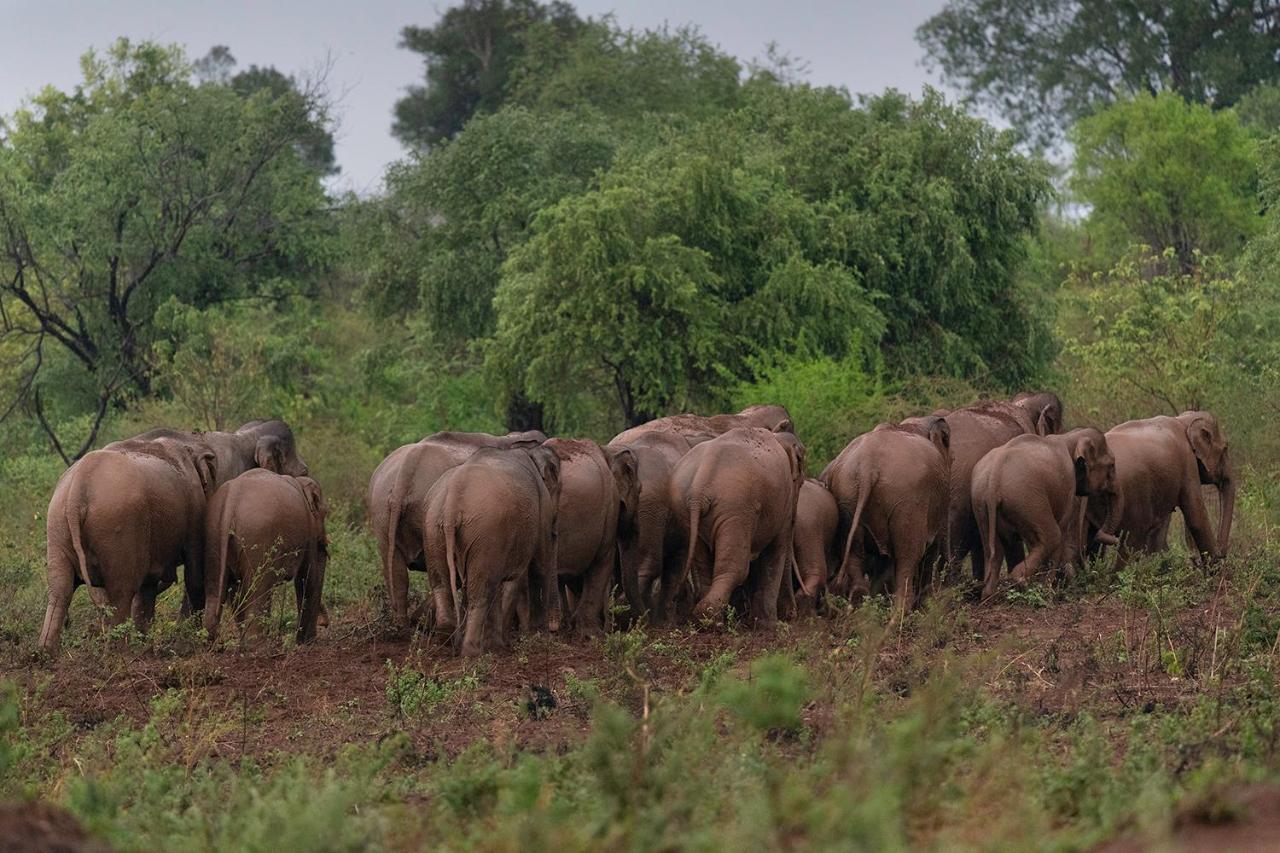 The Kingdom Ecolodge Monaragala Bagian luar foto
